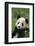 Giant Panda in Grass-DLILLC-Framed Photographic Print