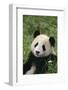 Giant Panda in Grass-DLILLC-Framed Photographic Print