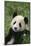 Giant Panda in Grass-DLILLC-Mounted Photographic Print