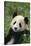 Giant Panda in Grass-DLILLC-Stretched Canvas