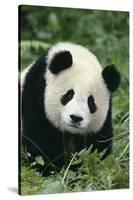 Giant Panda in Grass-DLILLC-Stretched Canvas