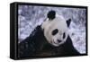 Giant Panda in Snow-DLILLC-Framed Stretched Canvas