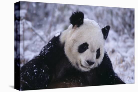 Giant Panda in Snow-DLILLC-Stretched Canvas