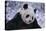 Giant Panda in Snow-DLILLC-Stretched Canvas