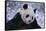 Giant Panda in Snow-DLILLC-Framed Stretched Canvas