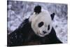 Giant Panda in Snow-DLILLC-Stretched Canvas