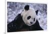 Giant Panda in Snow-DLILLC-Framed Photographic Print