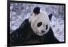 Giant Panda in Snow-DLILLC-Framed Photographic Print