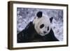 Giant Panda in Snow-DLILLC-Framed Photographic Print