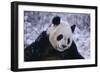 Giant Panda in Snow-DLILLC-Framed Photographic Print