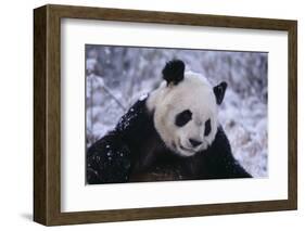 Giant Panda in Snow-DLILLC-Framed Photographic Print