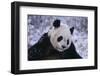 Giant Panda in Snow-DLILLC-Framed Photographic Print