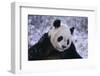 Giant Panda in Snow-DLILLC-Framed Photographic Print