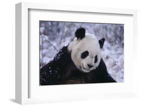 Giant Panda in Snow-DLILLC-Framed Photographic Print