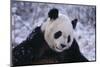 Giant Panda in Snow-DLILLC-Mounted Photographic Print