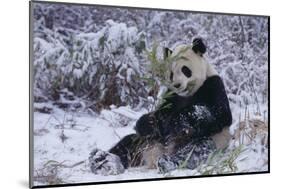 Giant Panda in Snow-DLILLC-Mounted Photographic Print