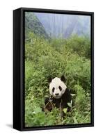 Giant Panda in the Forest-DLILLC-Framed Stretched Canvas