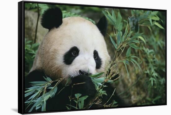 Giant Panda in the Forest-DLILLC-Framed Stretched Canvas