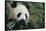 Giant Panda in the Forest-DLILLC-Framed Stretched Canvas