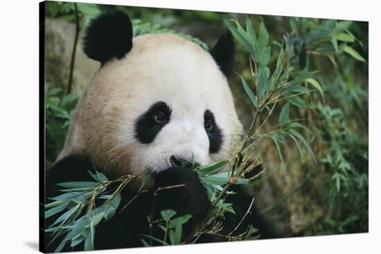 Giant Panda in the Forest-DLILLC-Stretched Canvas