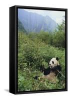 Giant Panda in the Forest-DLILLC-Framed Stretched Canvas