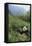 Giant Panda in the Forest-DLILLC-Framed Stretched Canvas