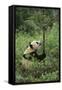 Giant Panda in the Forest-DLILLC-Framed Stretched Canvas