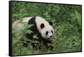 Giant Panda in the Forest-DLILLC-Framed Stretched Canvas