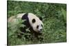 Giant Panda in the Forest-DLILLC-Stretched Canvas