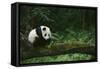 Giant Panda in the Forest-DLILLC-Framed Stretched Canvas