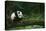 Giant Panda in the Forest-DLILLC-Stretched Canvas