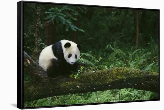 Giant Panda in the Forest-DLILLC-Framed Stretched Canvas