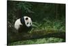 Giant Panda in the Forest-DLILLC-Stretched Canvas