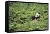 Giant Panda in the Forest-DLILLC-Framed Stretched Canvas