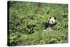 Giant Panda in the Forest-DLILLC-Stretched Canvas