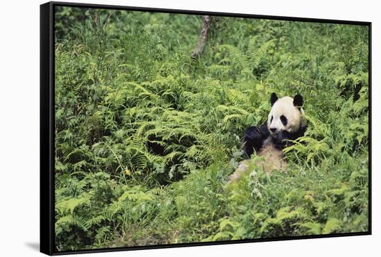 Giant Panda in the Forest-DLILLC-Framed Stretched Canvas