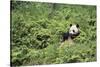 Giant Panda in the Forest-DLILLC-Stretched Canvas