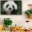 Giant Panda in the Forest-DLILLC-Framed Stretched Canvas displayed on a wall