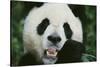 Giant Panda in the Forest-DLILLC-Stretched Canvas