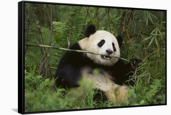 Giant Panda in the Forest-DLILLC-Framed Stretched Canvas