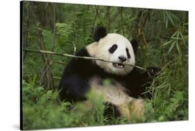 Giant Panda in the Forest-DLILLC-Stretched Canvas