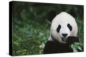 Giant Panda in the Forest-DLILLC-Stretched Canvas