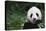 Giant Panda in the Forest-DLILLC-Stretched Canvas