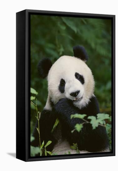 Giant Panda in the Forest-DLILLC-Framed Stretched Canvas