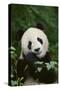 Giant Panda in the Forest-DLILLC-Stretched Canvas