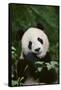 Giant Panda in the Forest-DLILLC-Framed Stretched Canvas