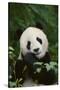 Giant Panda in the Forest-DLILLC-Stretched Canvas