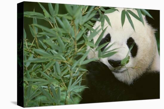 Giant Panda in the Forest-DLILLC-Stretched Canvas