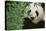 Giant Panda in the Forest-DLILLC-Stretched Canvas