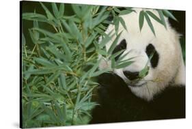 Giant Panda in the Forest-DLILLC-Stretched Canvas